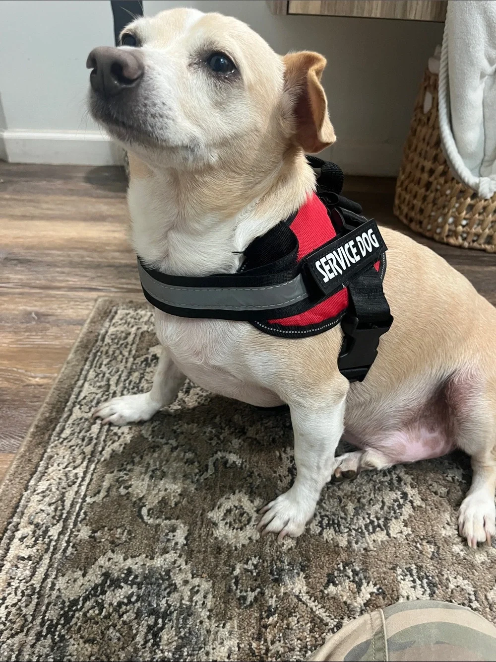 Service dog harness sz Med for 25 - 30 lb dog adjustable harness